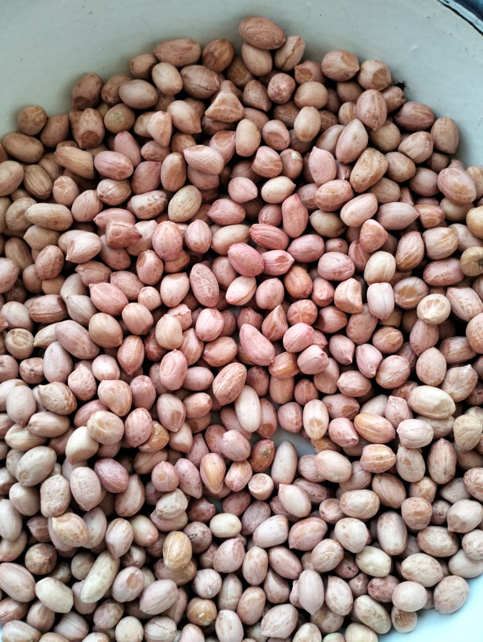 TJ Peanuts