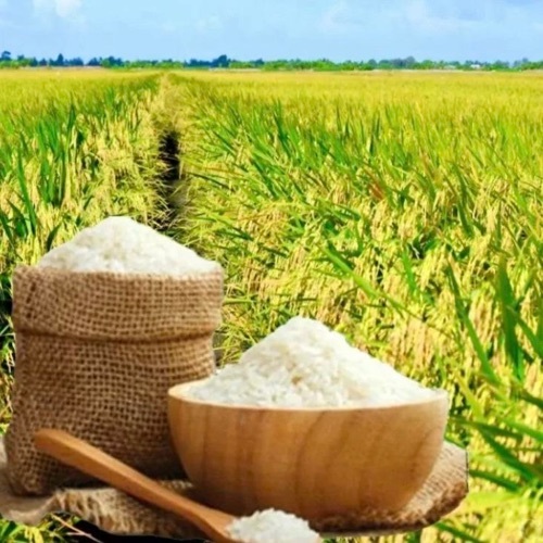 White Rice