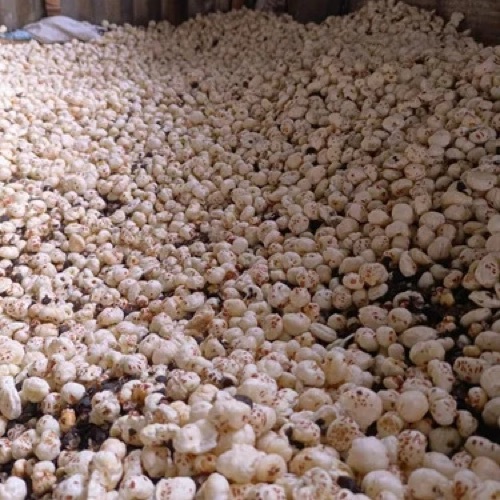 5 Suta Mithila Makhana