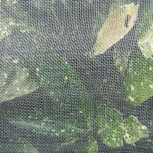 Anti Insect Net