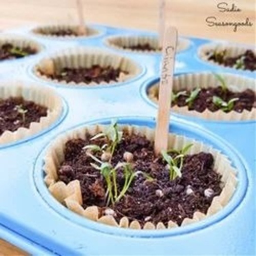 Blue Seedling Trays
