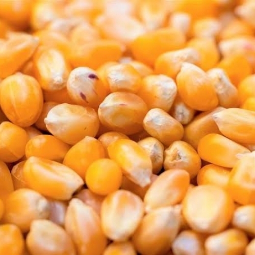 Fresh Maize