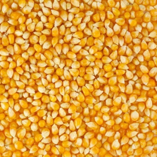 Fresh Maizes