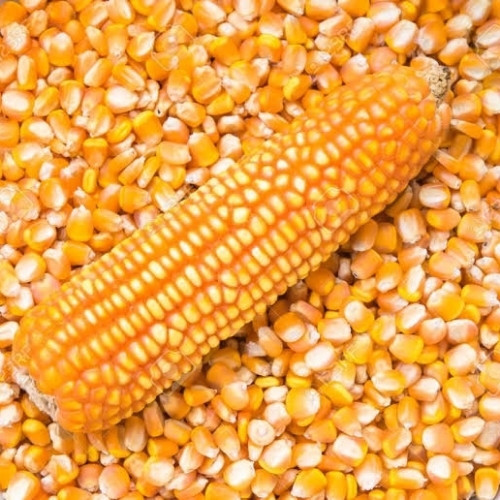 Natural Maize