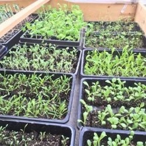 Use And Throw Seedling Trays