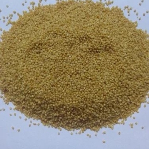 foxtail millet