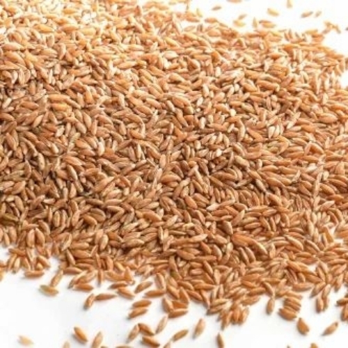 Golden Khapli Wheat Grain