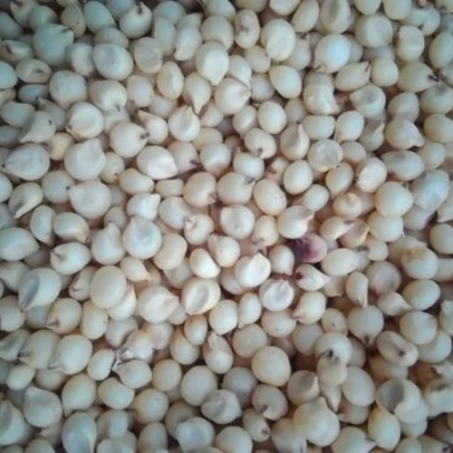 White Sorghum Grain
