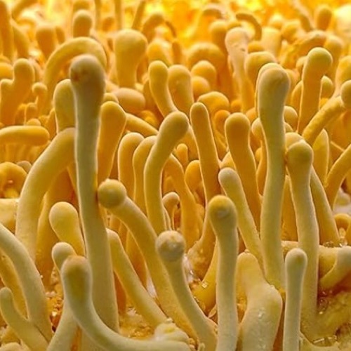 Cordyceps Militaris Mushroom Liquid Culture