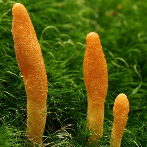 Cordyceps Mushroom - Organic, Orange Bag | A Grade, Fresh, Standard Size