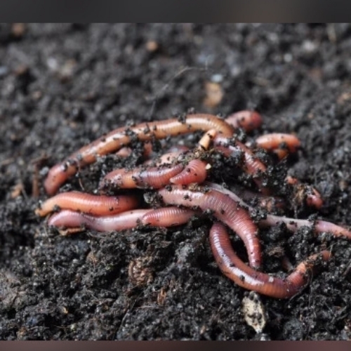 Live Earthworm