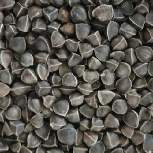 Moringa Wingless Seeds