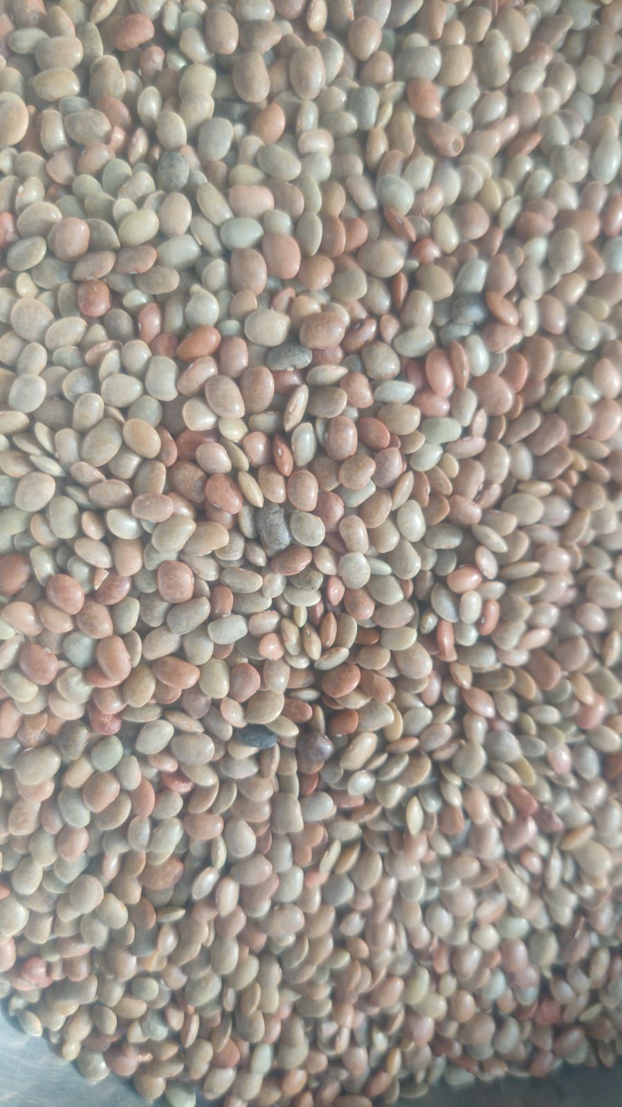 Horse Gram - Pulse Style: Fresh