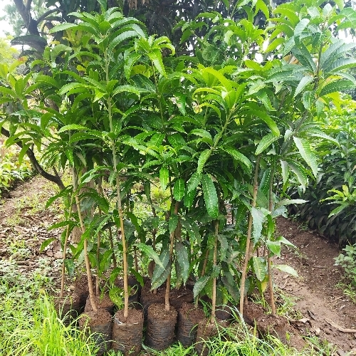 Mango Tree