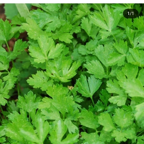 Parsley Leaf