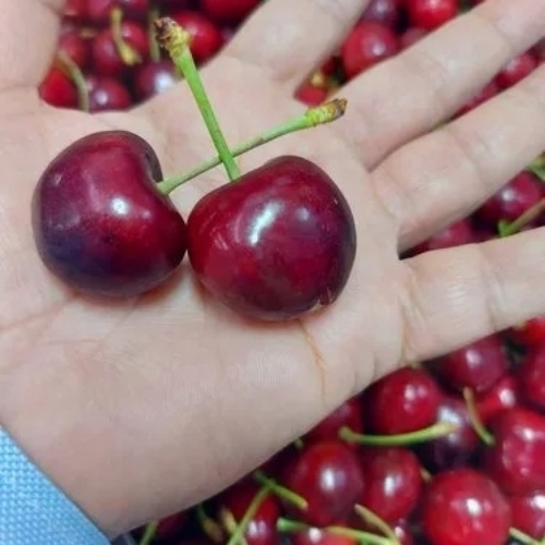 Red Cherry