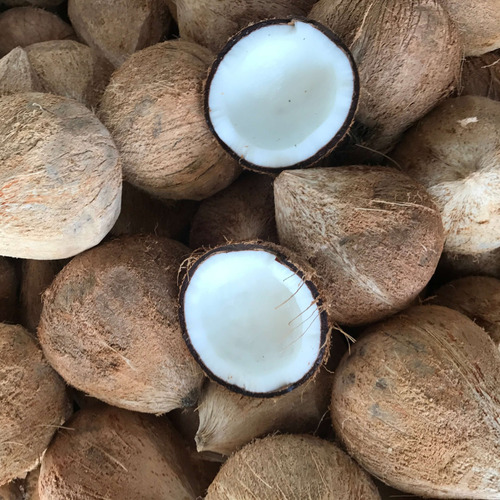 Dry Coconut - Cultivation Type: Common