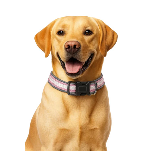 Canine Nylon Dog Collar