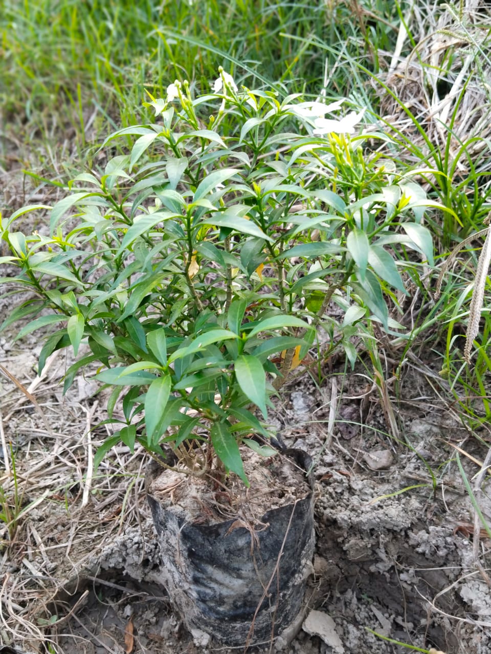 Chandni Plant (Tabernaemontana Divaricata) - Breed: Organic