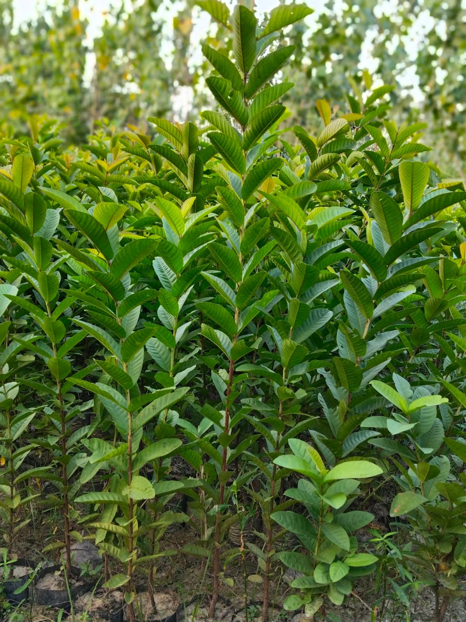 Desi Guava Plant (psidium Guajava) - Size: 3 Feet
