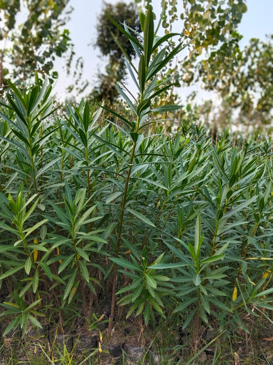 Yellow Kaner Plant (Nerium Oleander) - Color: Natural