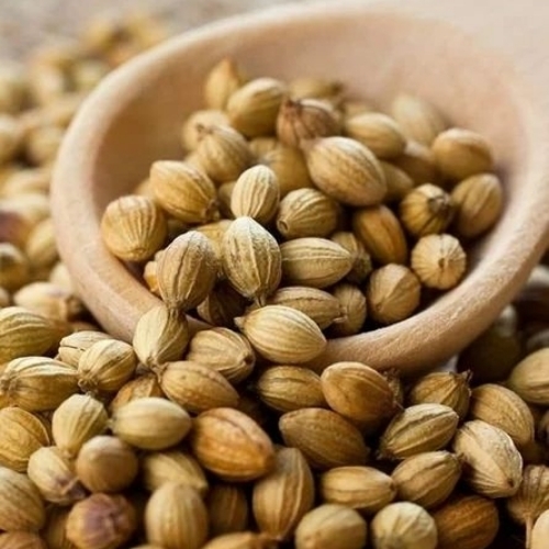 Coriander