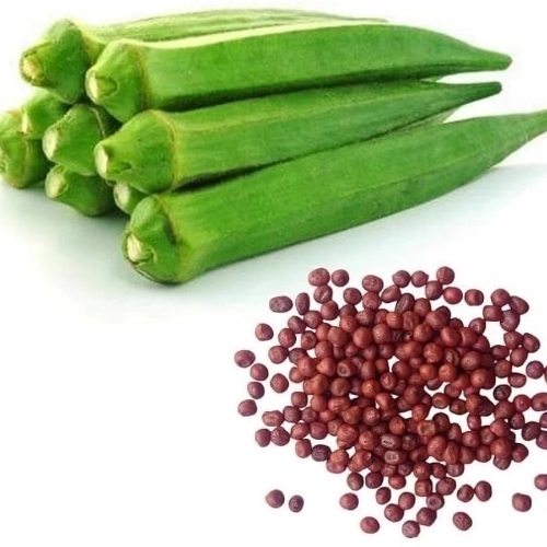 Lady Finger Seed
