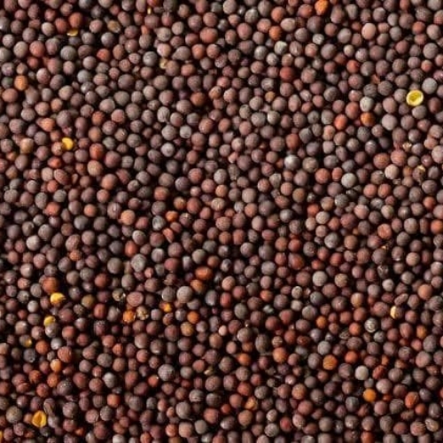Mustard Seeds