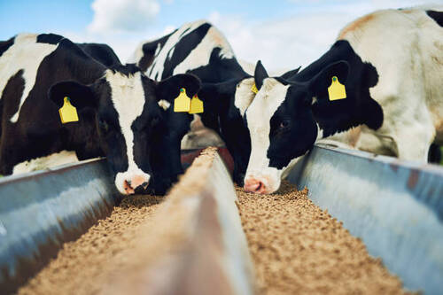 Cattle Feed - Color: Yellow