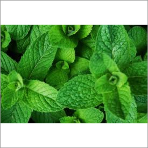 Mint Leaves