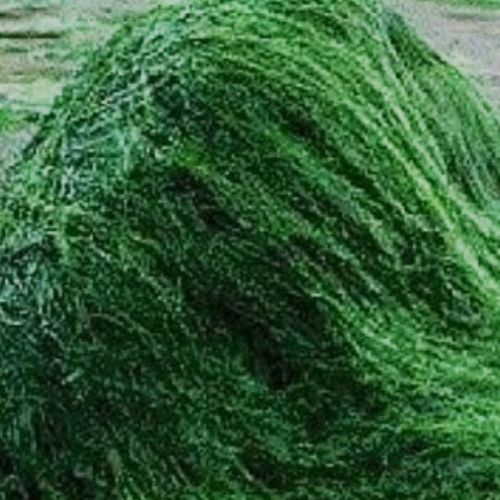Easy Mixing Spirulina Powder