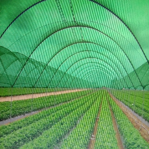 Green Argo Shade Net Length