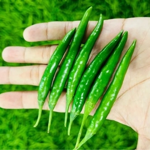 Green Chilli 
