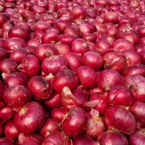Fresh Red Onion 