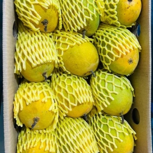 Alphonso mango