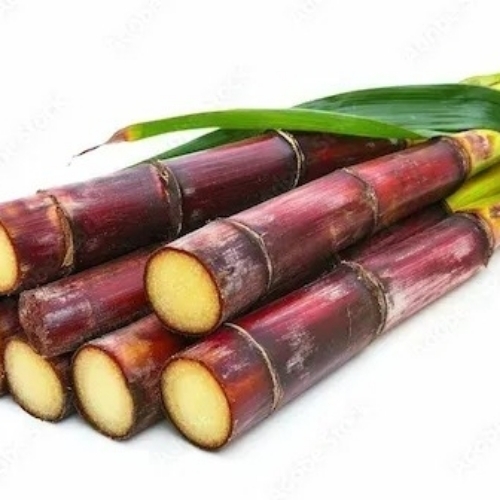 Sugarcane 1