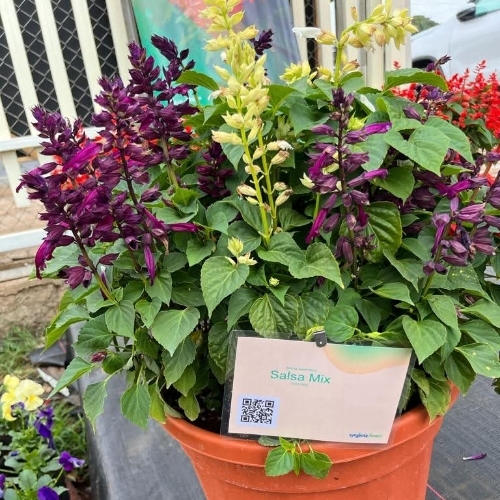 Salsa mix