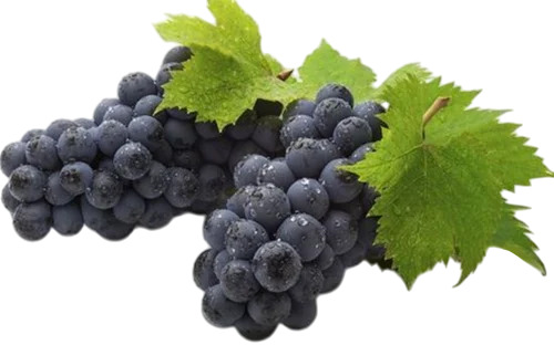 Black Seedless Grapes