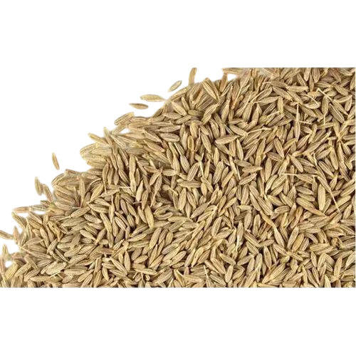 Fennel Seeds
