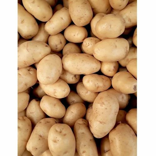 Natural Fresh Potato - Cultivation Type: Common