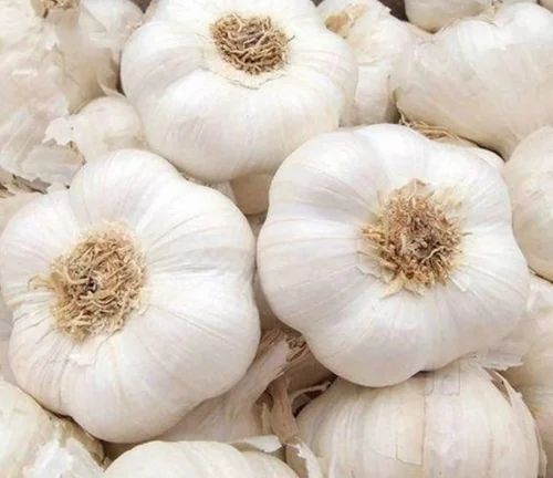 White Fresh Garlic
