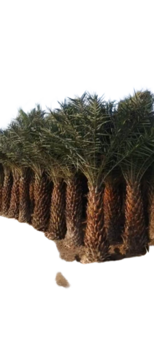 Date Palm Tree