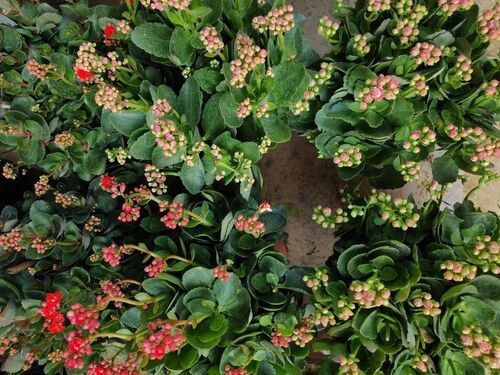 Green Nursery Plants