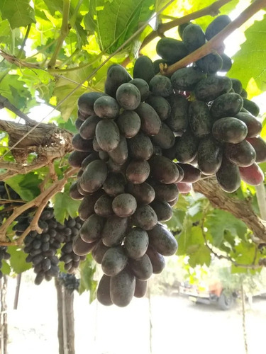 Fresh Black Grapes - Cultivation Type: Common