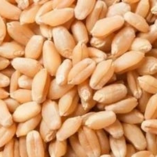 Wheat Grains