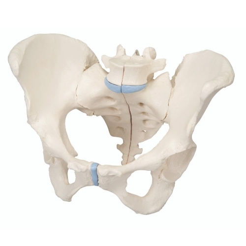 Pvc Female Pelvis Model