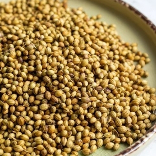 Fresh Coriander Seeds