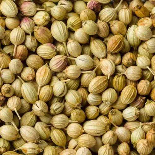 Organic Coriander