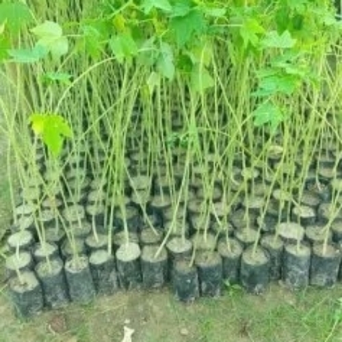 Papaya Fruit Plant