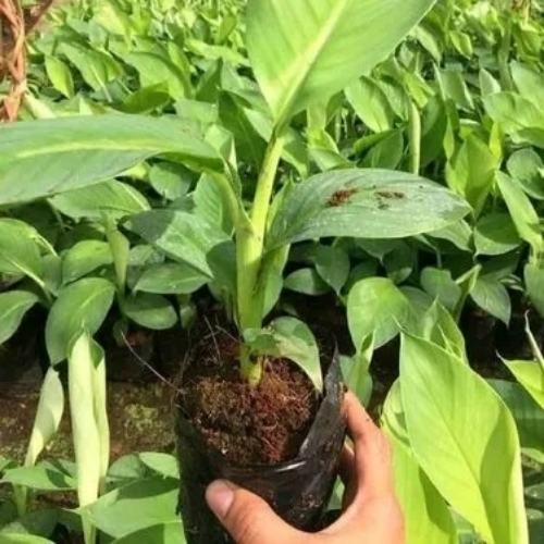 Tissue Culture Banana Plant